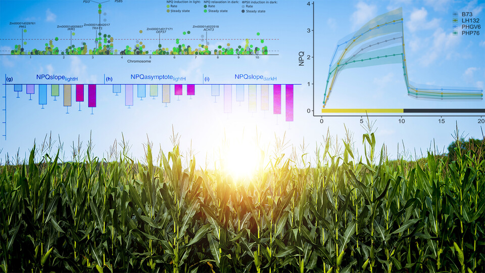 A summer’s worth of missed opportunities to harvest light can cost cornfields, and those who farm them, a sizable portion of the potential harvests they yield in the fall. New findings from Nebraska’s Kasia Glowacka and colleagues could help change that. 