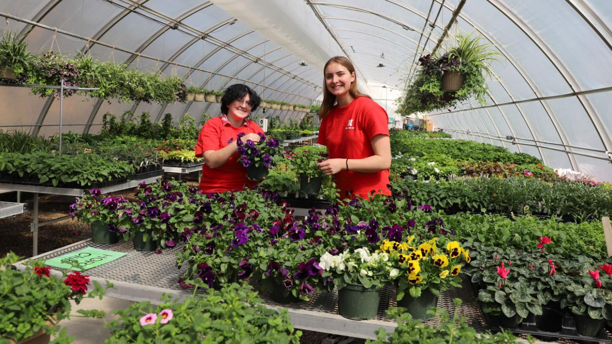 Senior plant and landscape systems majors Briezy Kroeger, left, and Elaina Madison prepare plants for the Horticulture Club’s spring bedding plant sale in the East Campus greenhouse. Lana Koepke Johnson | Agronomy and Horticulture