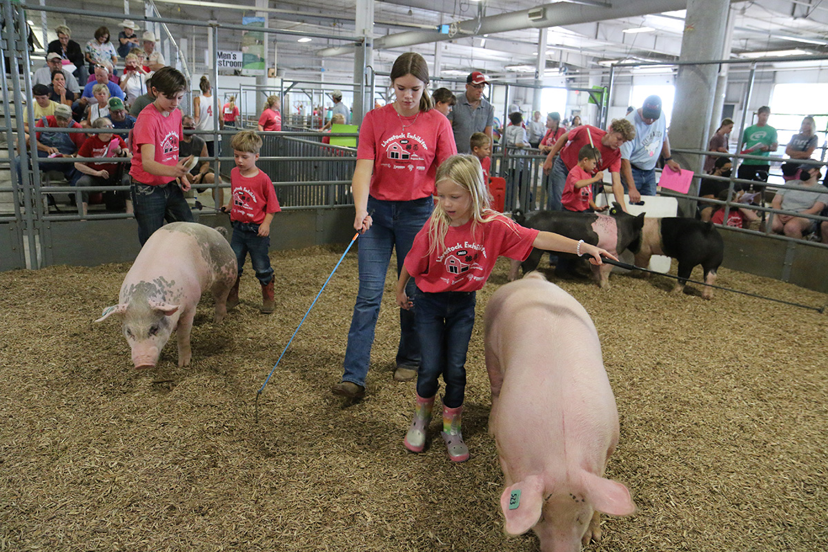 Clover Kids Showmanship at the 4-H Swine Show during the 2022 Lancaster County Super Fair