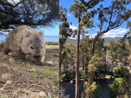 Wombat, Eucalyptus Tree, Robin (left to right)