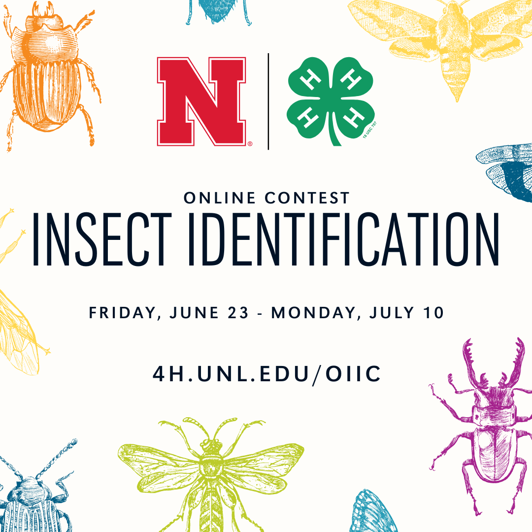 NE4H_Online-Insect-Identification-Contest_2023.png