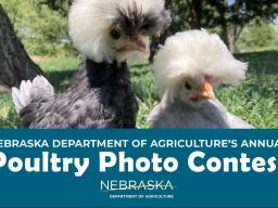 NDA Poultry Photo contest 23.jpg