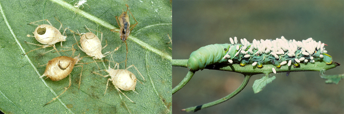 (Left photo) Aphids parasitized by wasps. After the wasp matures and emerges from the aphid, they leave behind an empty shell, often called an aphid “mummy.” (Right photo) Parasitoid wasp cocoons on a hornworm caterpillar, a common pest of tomato plants. 