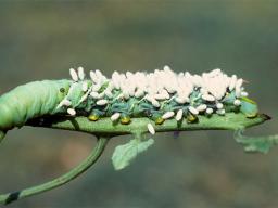 (L) Aphids parasitized by wasps. After the wasp matures and emerges from the aphid, they leave behind an empty shell, often called an aphid “mummy.” (R) Parasitoid wasp cocoons on a hornworm caterpillar, a common pest of tomato plants. Photos by UNL Entom