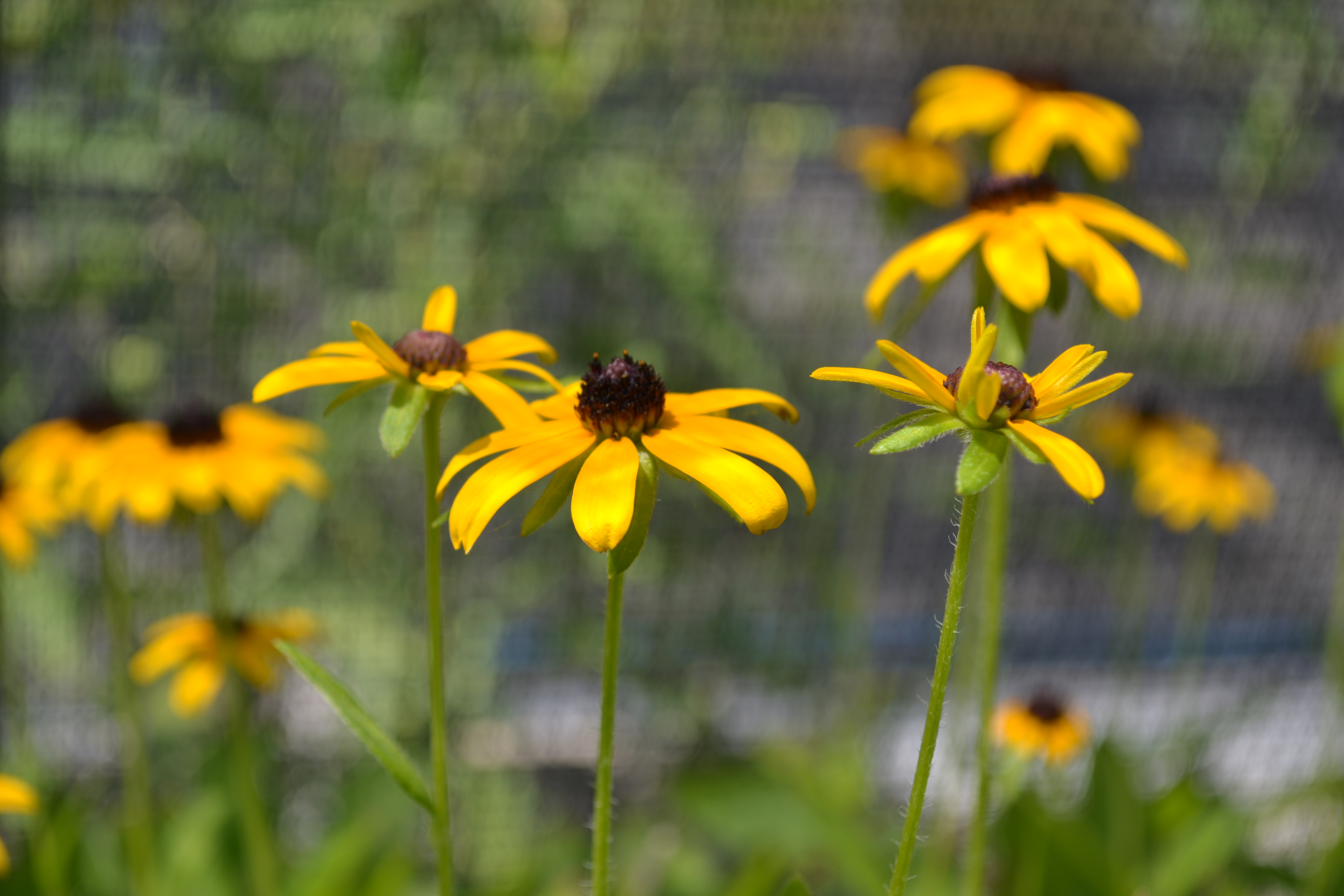 The Nebraska Statewide Arboretum will have a variety of perennials, trees, shrubs and herbs available at its September 15 plant sale. 