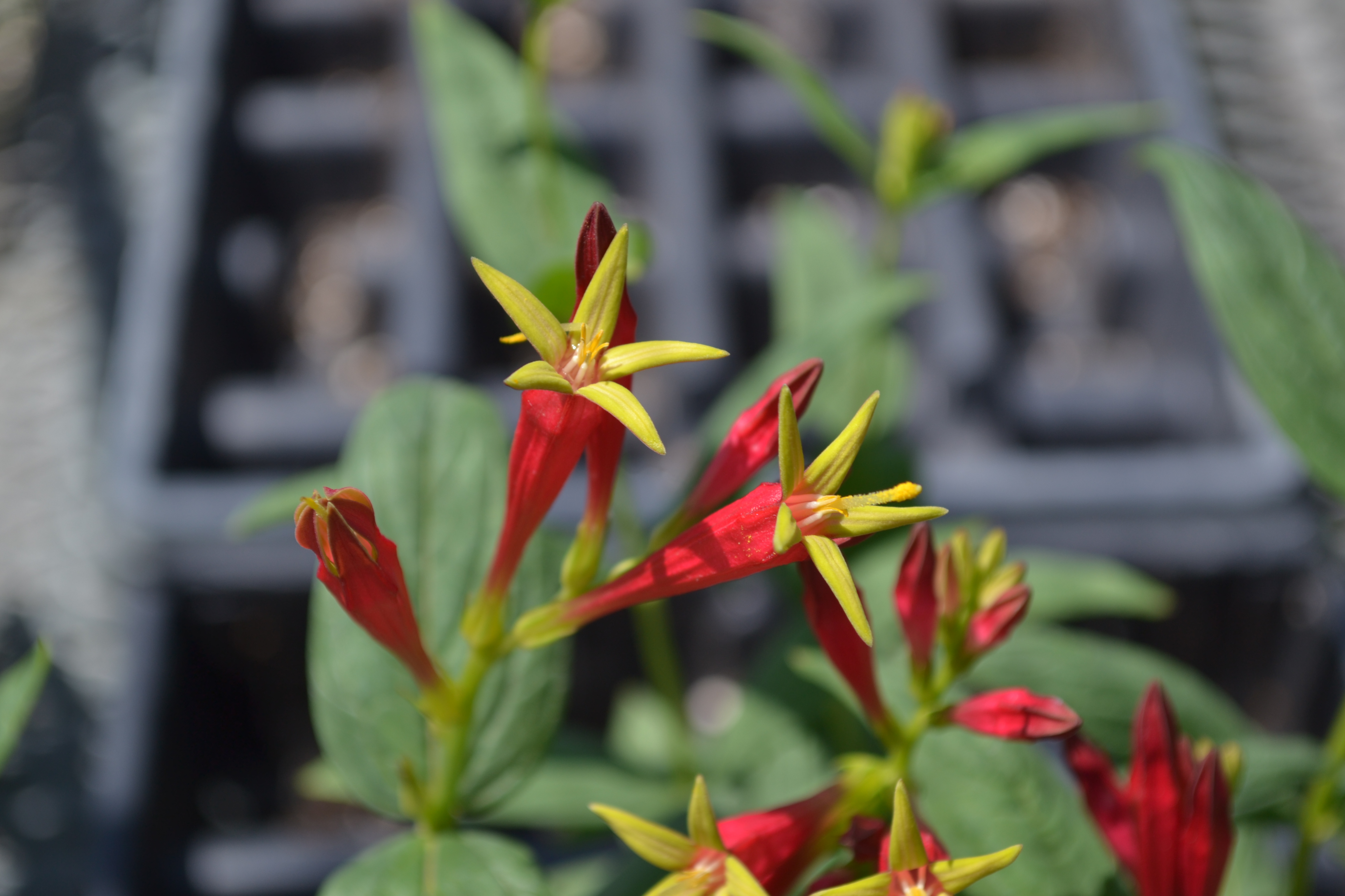 The Nebraska Statewide Arboretum will have a variety of perennials, trees and shrubs available at the September 22 plant sale. 