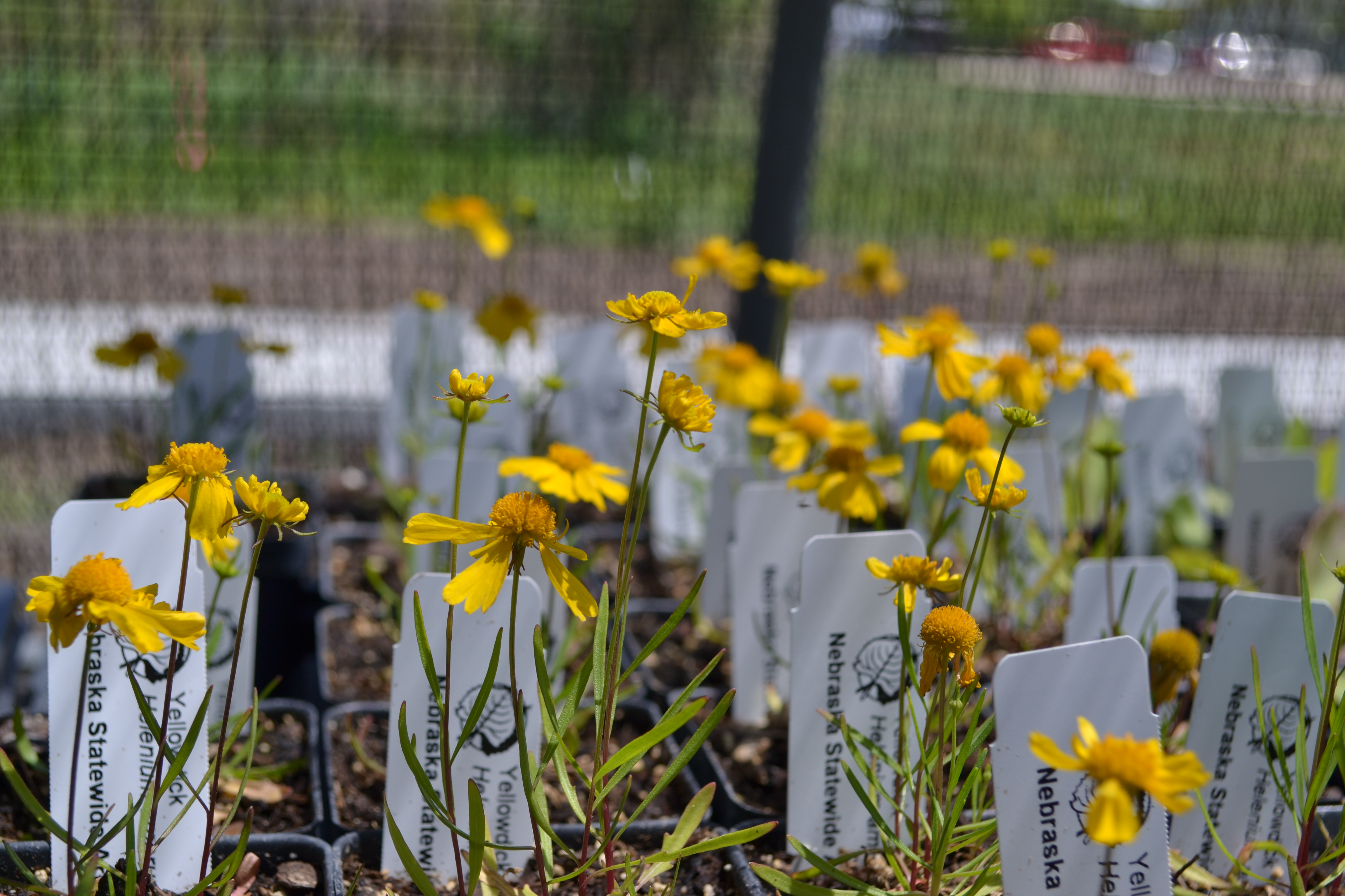 The Nebraska Statewide Arboretum will have a variety of perennial flowers and herbs for sale at its plant sale on September 9 in Omaha. 