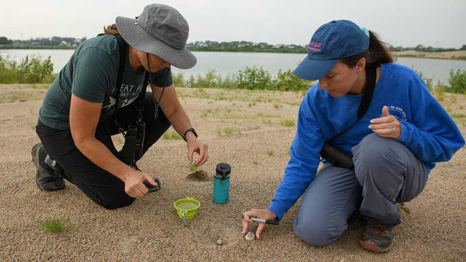Alisa Halpin (left) floats a least tern egg in a cup of water to determine the age of the nest; the buoyancy of the egg shows how many days old the eggs are. Her daughter, Summer Larkihn, marks the number of the nest on a rock for future reference as part