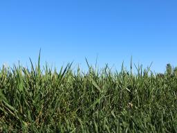 Grass and a blue sky. 