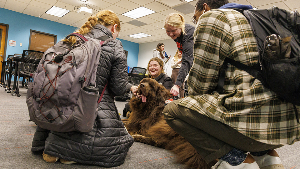 Stop by to pet therapy dogs at Dinsdale Learning Commons & Love Library this week.