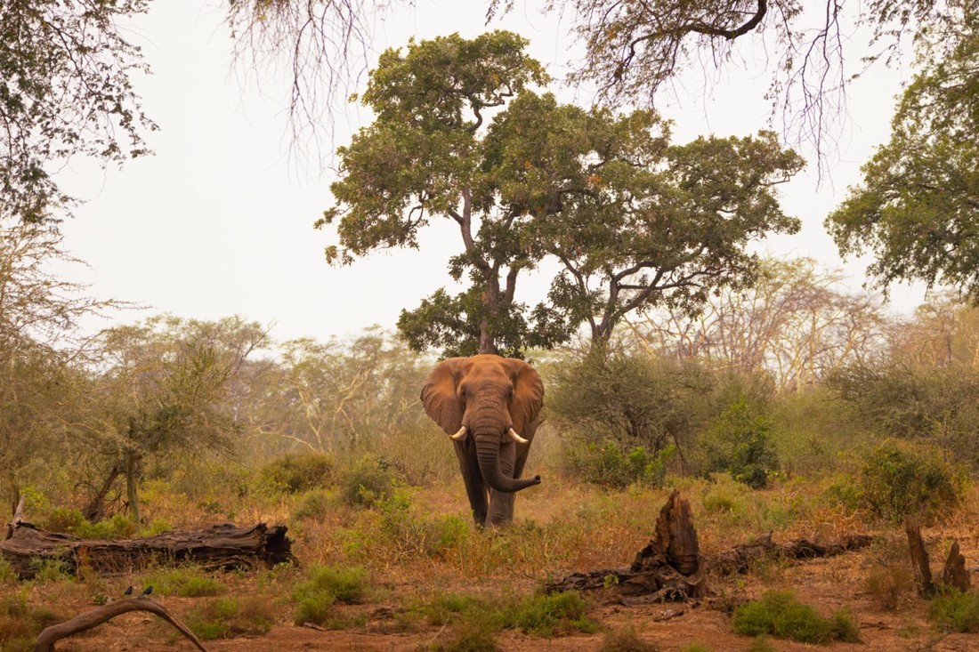 A bull elephant makes his way towards a watering hole where we stopped to rest on our morning walk.   Photo by Caden Connelly