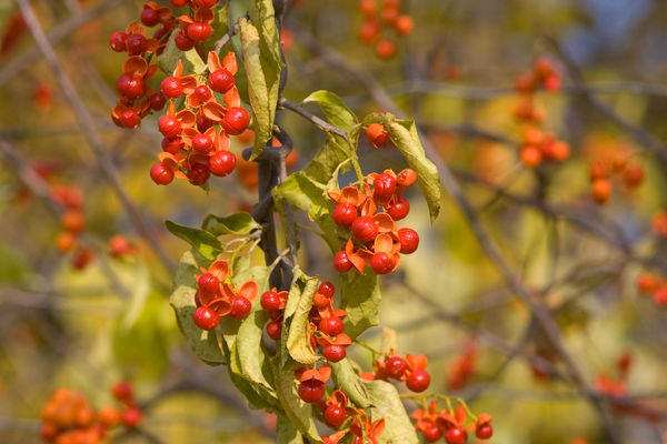 ‘Autumn Revolution’ bittersweet ripened berries. (Photo from Bailey Nursery, www.baileynurseries.com)