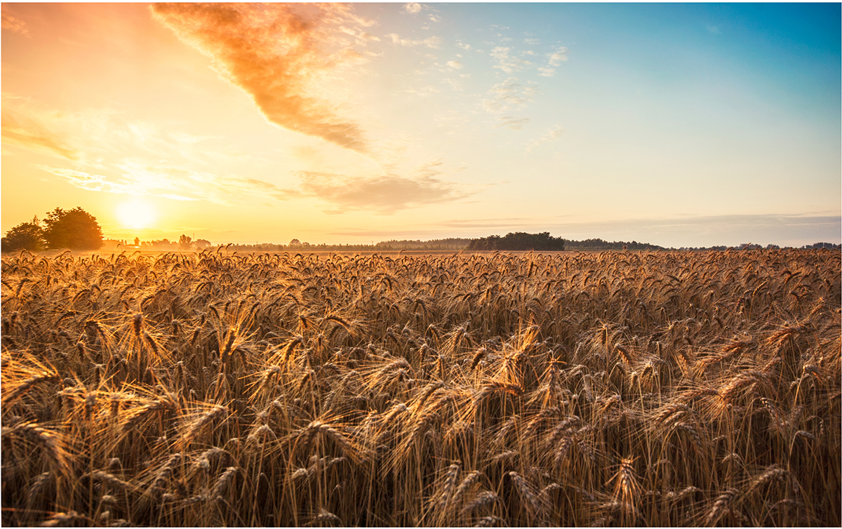 Wheat Field1200.png