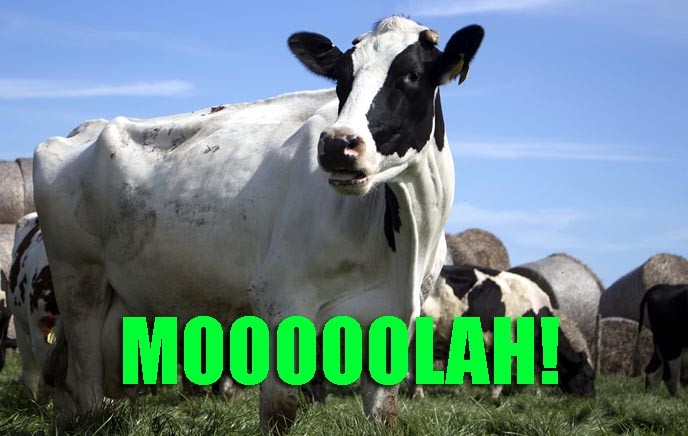 Cow saying MOOOLAH