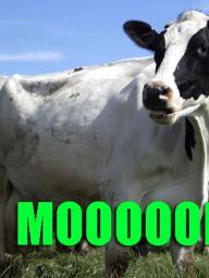 Cow saying MOOOLAH