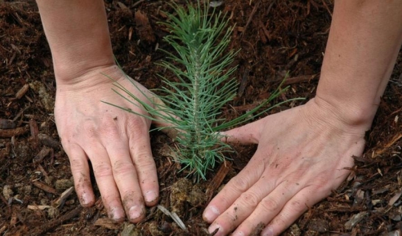planting-pine-tree_1.jpg