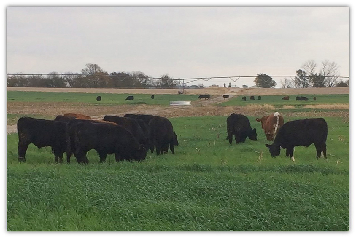 cover crops grazing adj1200px.jpg