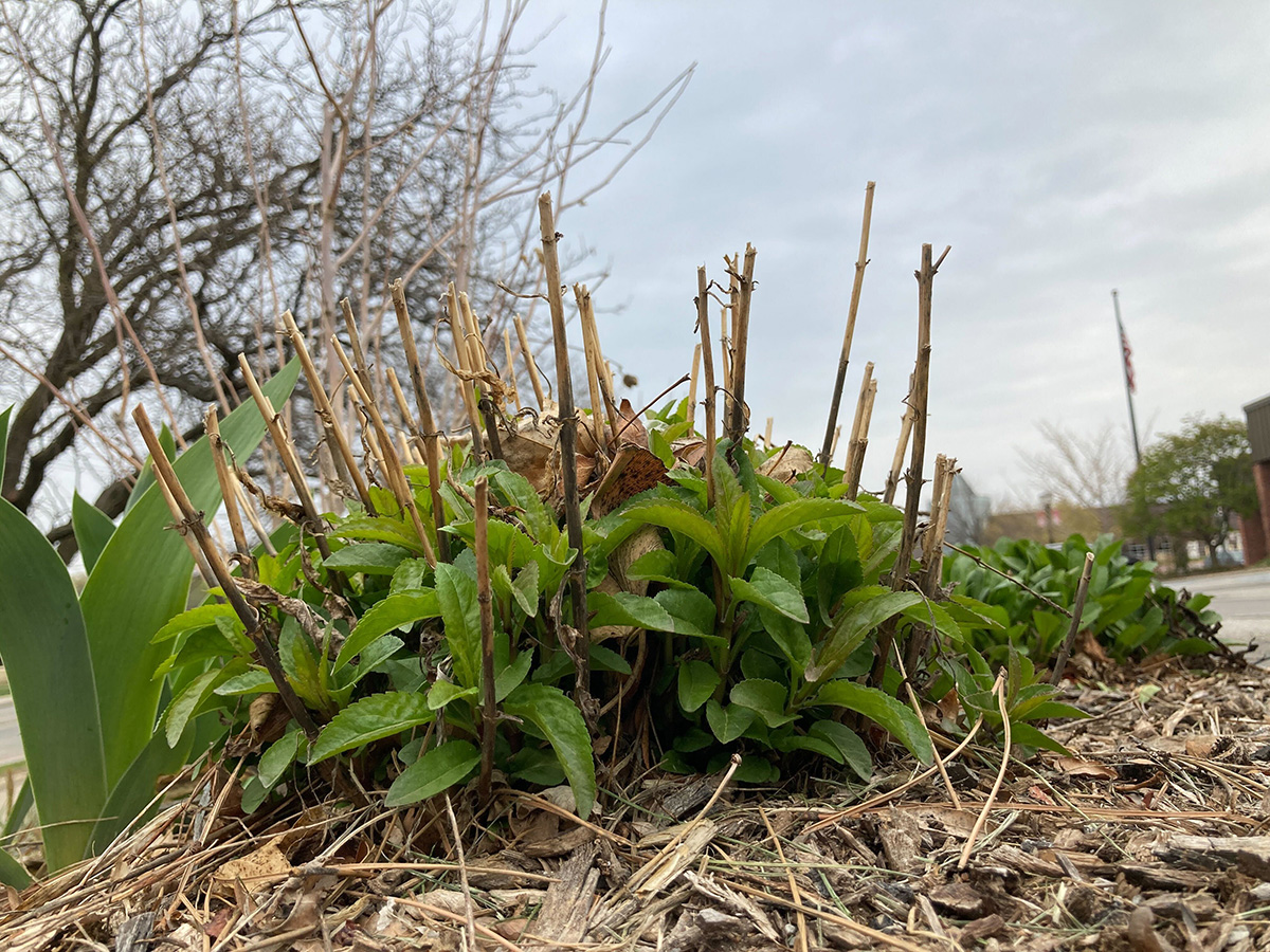 Leave dead stems at least  8 inches high to protect any overwintering insects inside, and set aside the cut-off shoots. By Jody Green, Extension Educucator in Douglas/Sarpy Co.