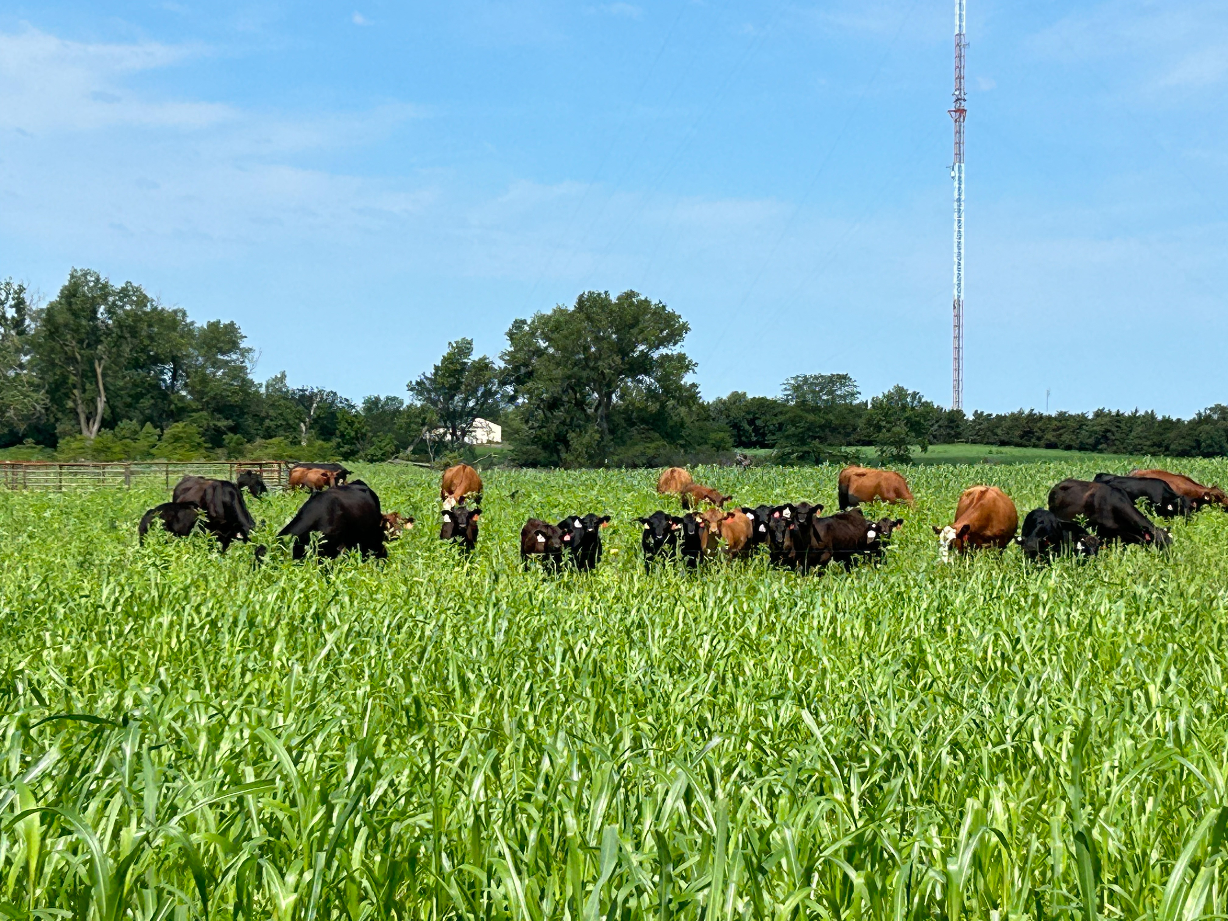 Nebraska beef producers and corn growers can enhance their operations by attending the 2023 Cover Crop Grazing Conference on Nov. 7. 