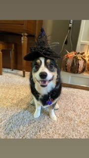 Lilo the Corgi Halloween