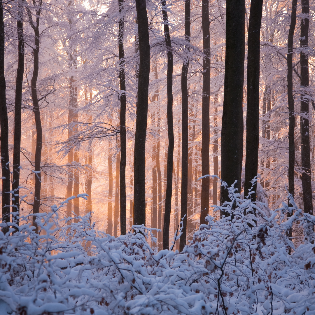 Nebraska Statewide Arboretum to host Winter Solstice Hikes on December 20. 