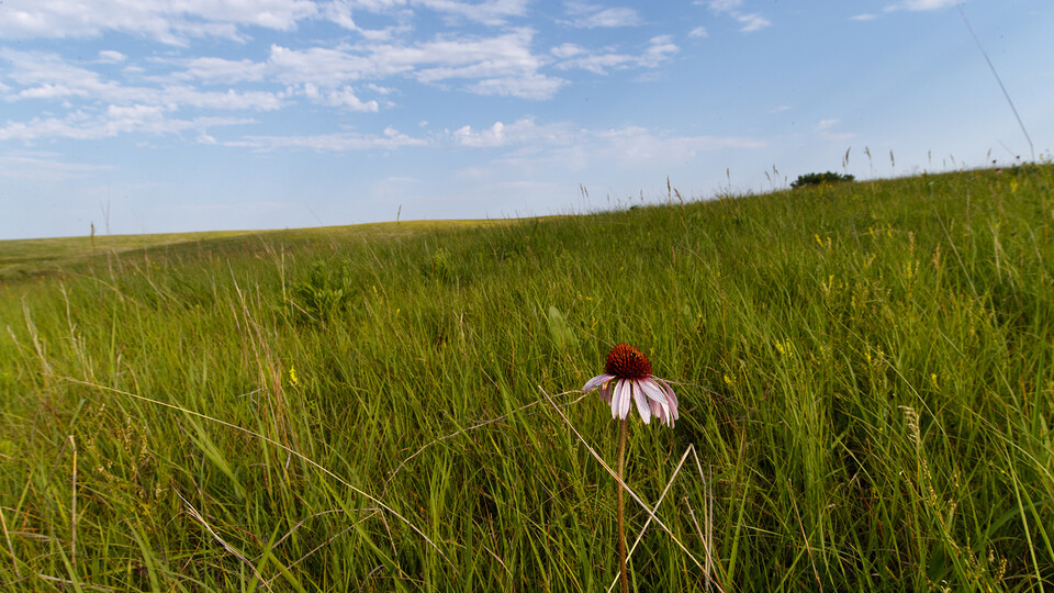 A wildflower grows at the Spring Creek Prairie Audubon Center, a tallgrass prairie nature preserve southwest of Lincoln. Craig Chandler | University Communication and Marketing 