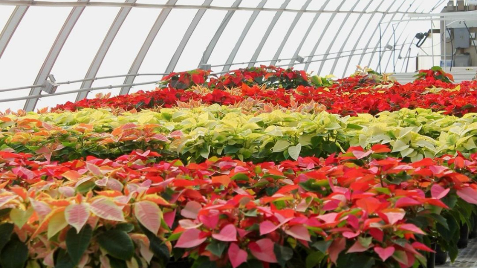 Horticulture Club is hosting its annual Poinsettia Sale from 11 a.m. to 1 p.m. November 30 in both the Nebraska Union and Nebraska East Union.