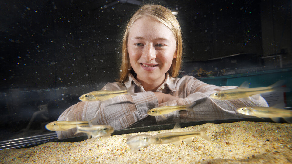 Ella Humphrey, a sophomore in Fisheries and Wildlife, is researching the Bigmouth Shiner in multiple tanks in the Aquatic Biodiversity and Conservation Lab. Craig Chandler | University Communication and Marketing 