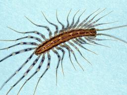 House Centipede approximate size. They’re body is typically just over 1-inch long. Photo by UNL Entomology Dept.