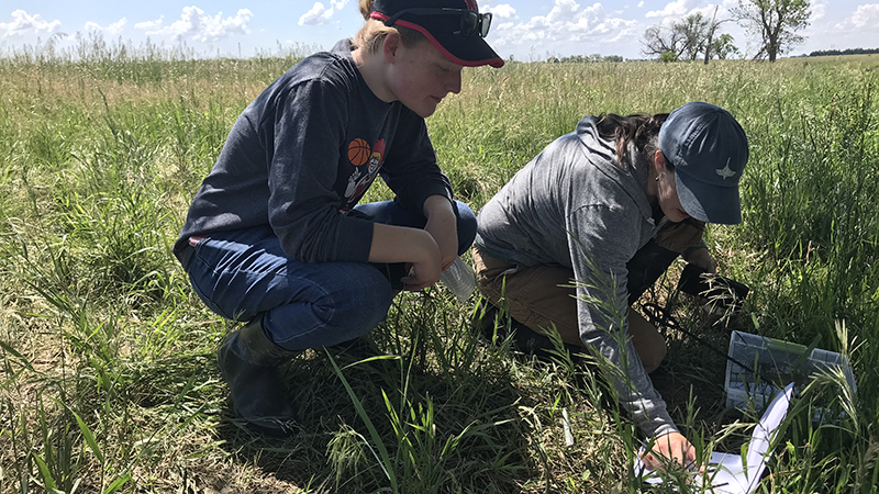 Abigail Schoup (left) is working collaboratively through Nebraska One Health to investigate the impacts of pesticides on amphibians in Mead with funding from the Cabela's Apprenticeship Research Program. 