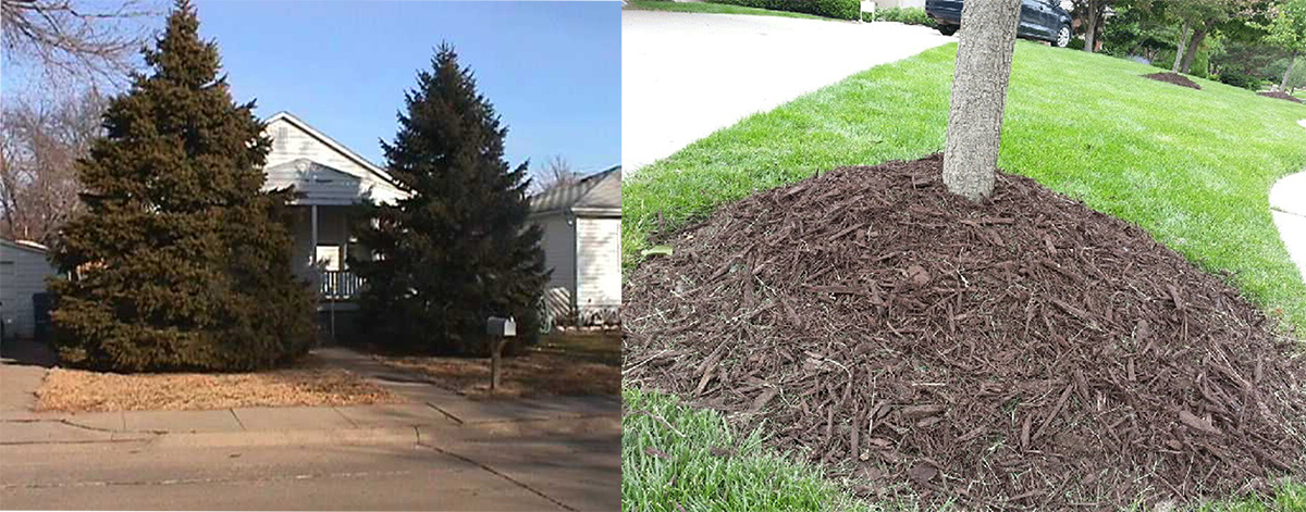 Left photo: Spruce trees planted too close to front of house are now blocking the entrance and views. Right photo: Volcano mulching is very bad for trees.