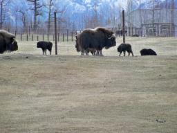 Musk Ox Farm