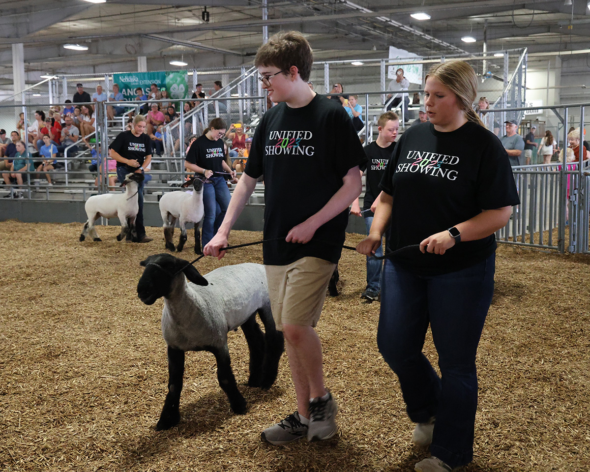 Youth leading lambs in a show ring