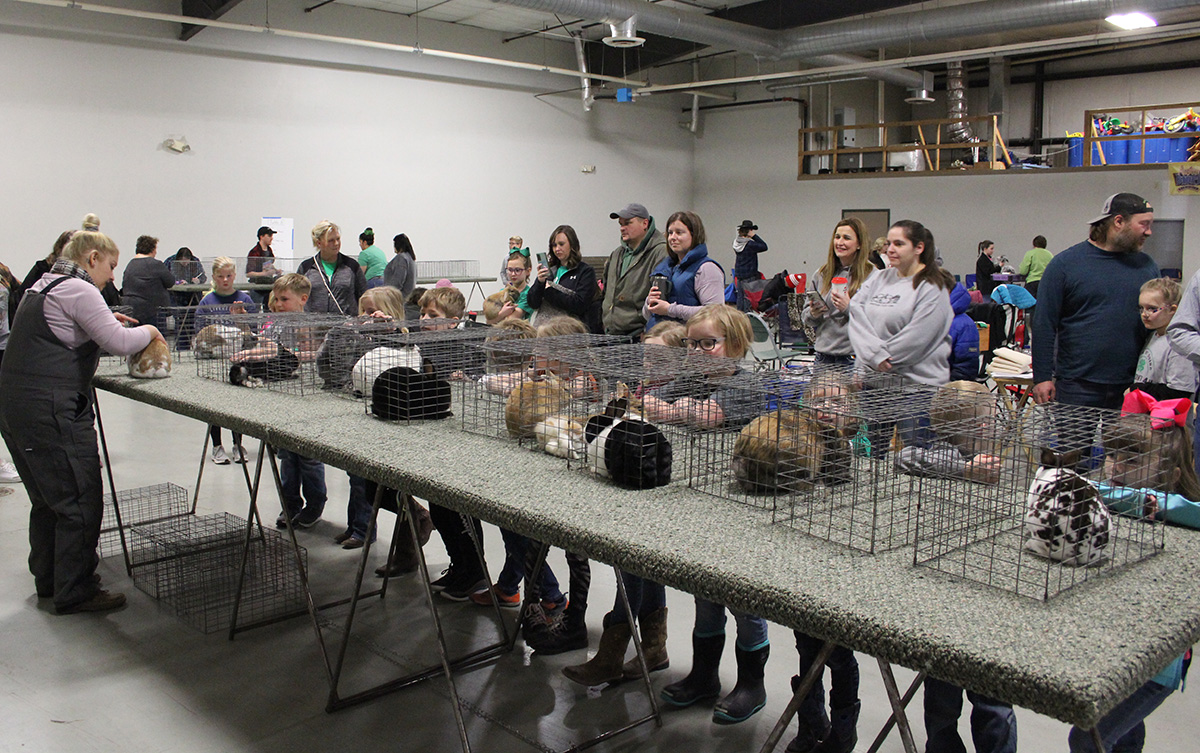4-H Spring Rabbit Show in 2023