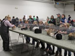 4-H Spring Rabbit Show in 2023