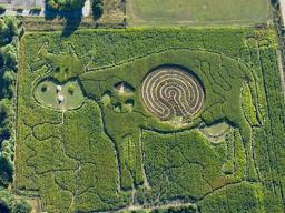 Maze in shape of cow