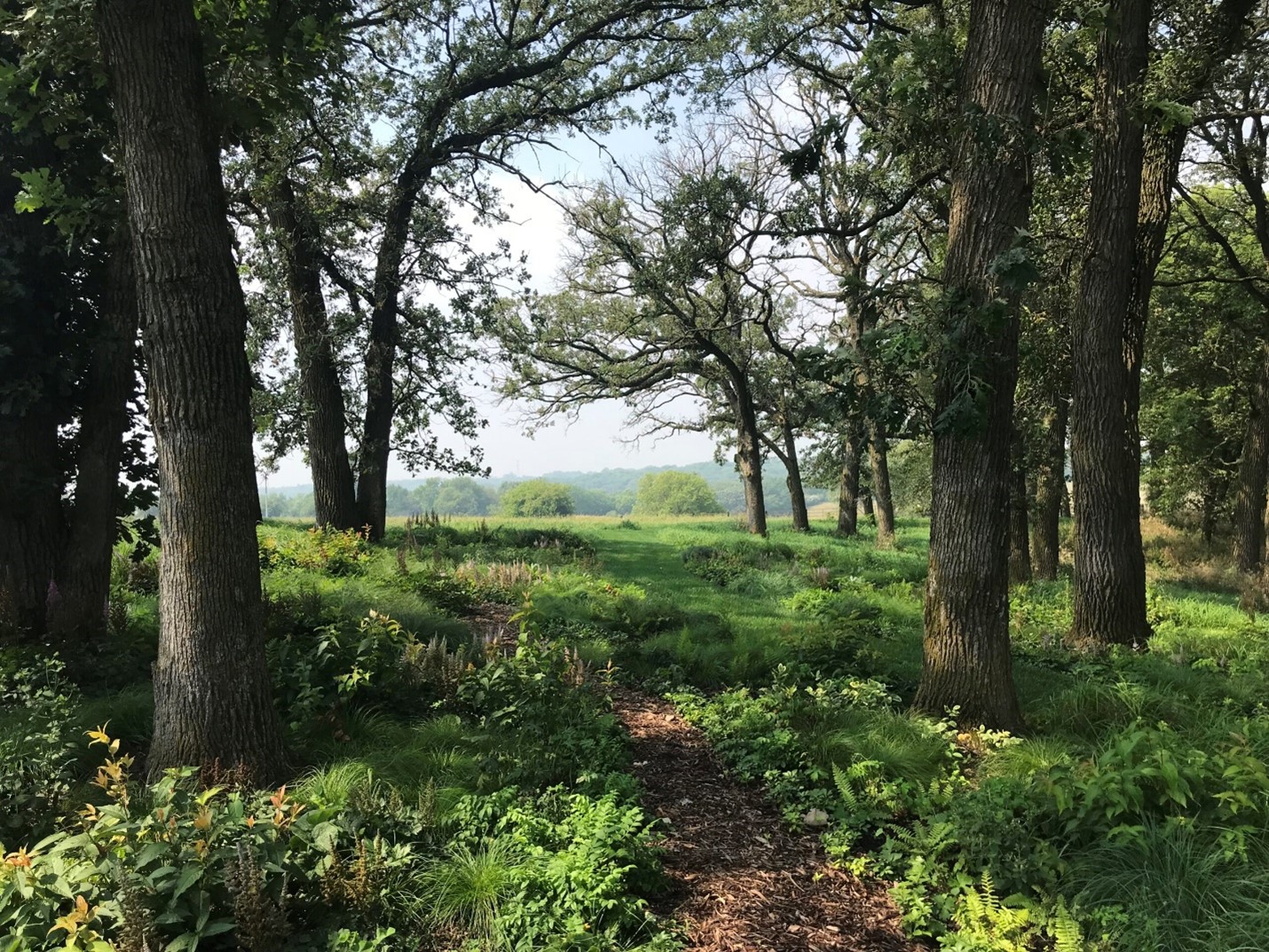 Collection of natives and semi-native perennials and sedges blending into the natural scenery at Kinghorn’s “Stylized Woodland Floor” site in Council Bluff, IA.