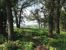 Collection of natives and semi-native perennials and sedges blending into the natural scenery at Kinghorn’s “Stylized Woodland Floor” site in Council Bluff, IA.