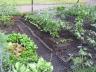 Select a garden plot starting 5:15 p.m. March 28