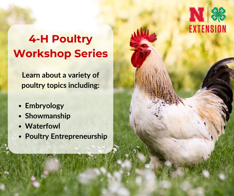 4-H Poultry Workshop Series - 2024