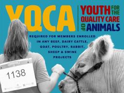 Youth for the Quality Care of Animals (YQCA) In-Person Trainings