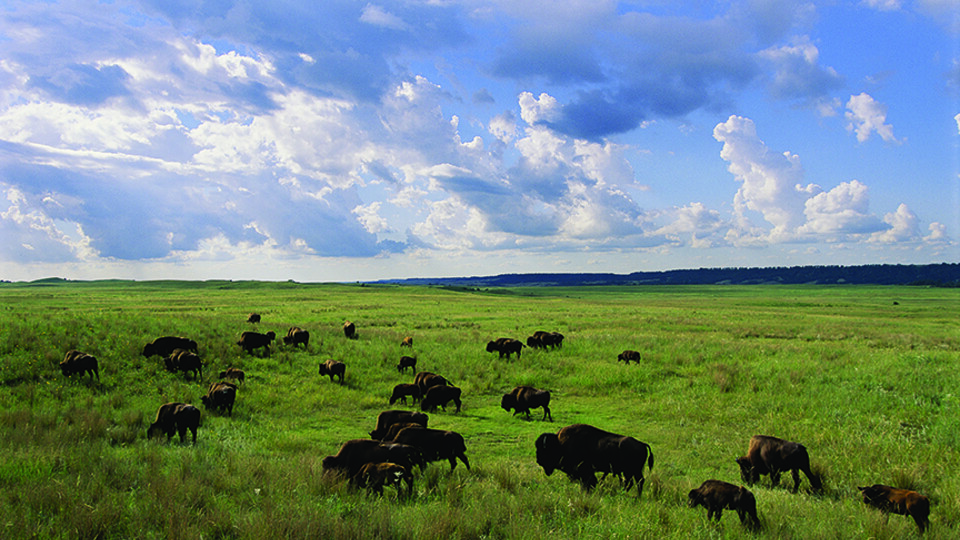  Michael Forsberg | School of Natural Resources Bison roam the Sandhills in this photograph from the new publication "The Nebraska Sandhills."