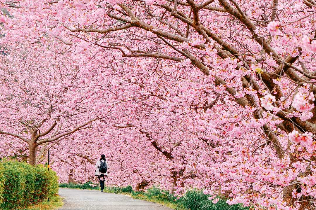 Ohanami: Cherry Blossom Viewing