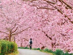 Ohanami: Cherry Blossom Viewing