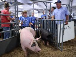 Pick-A-Pig 4-H club members showing swine at the 2023 Lancaster County Super Fair.