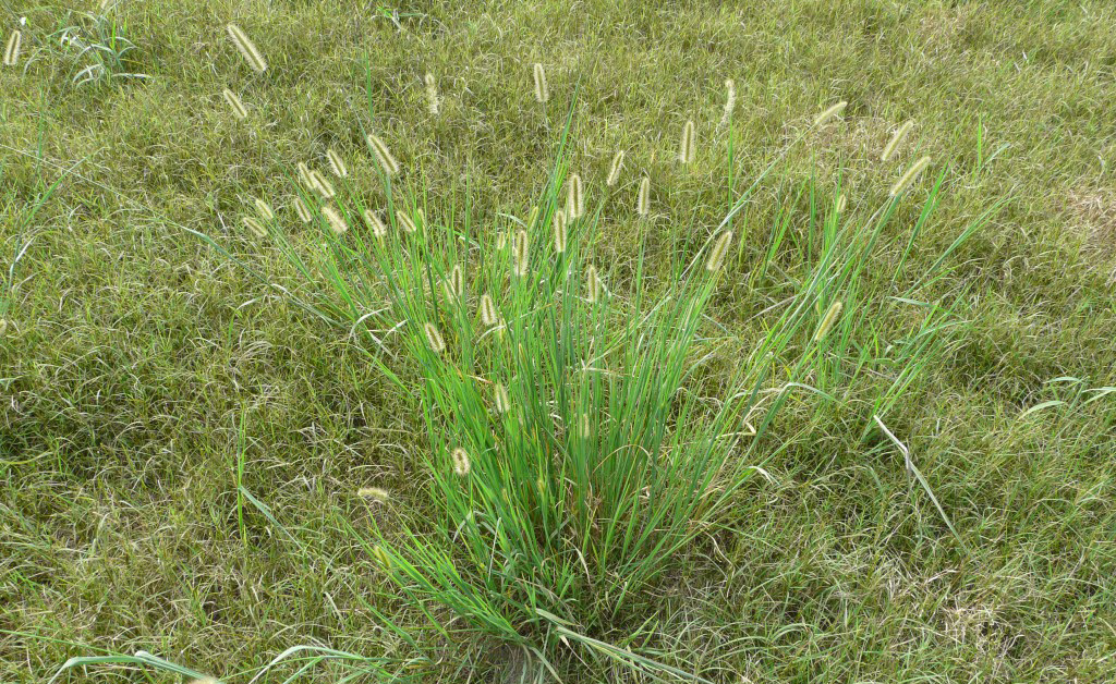 Foxtail in a pasture. (Photo by Wilcox County Ag, University of Georgia Extension)