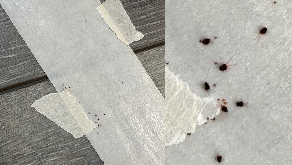 (l-r) Clover mites on tape. (Approximate size) Clover mites on tape. (Highly magnified) Photos by Jody Green, Extension Educator in Douglas/Sarpy Counties