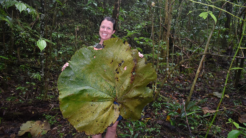 Ann Powers holds up a leaf from the grandleaf seagrape (Coccoloba pubescens) while teaching study abroad students about plant life in Puerto Rico last spring.  Photo courtesy of Francis Snow.
