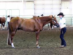 County Horse Judging Contest Practices Available