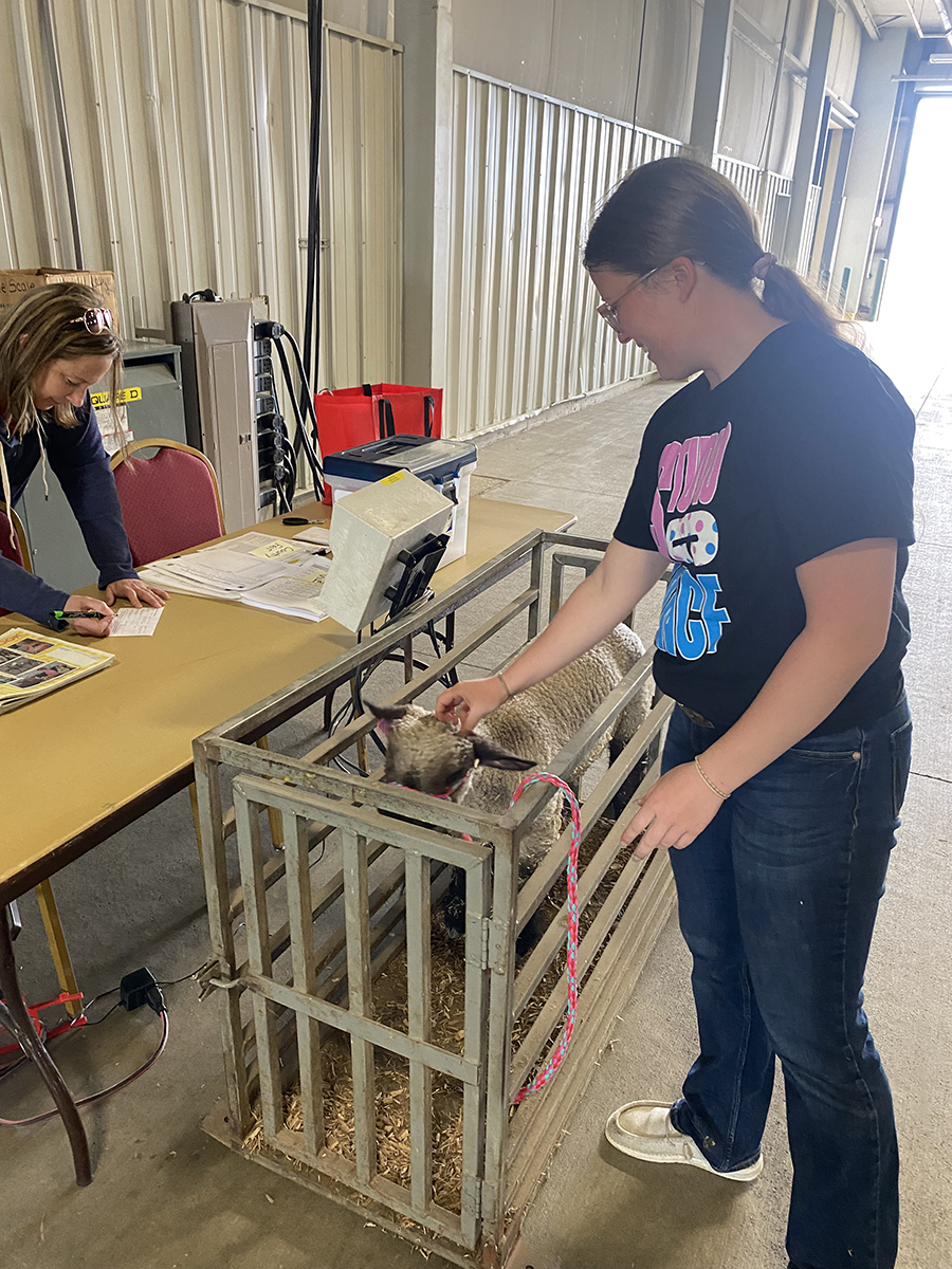 Market Sheep and Meat Goat Weigh-In RESCHEDULED to May 13